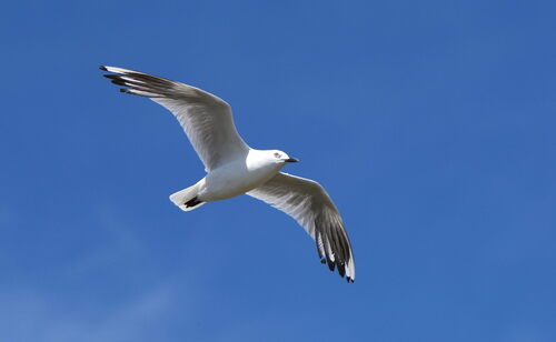 Black-billed Gull (Chroicocephalus bulleri), photo 4