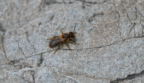 Tawny Nesocolletes photo 3