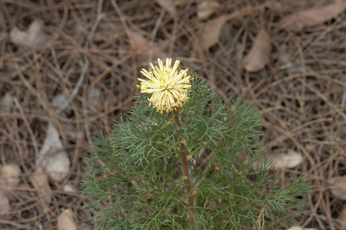 Tangled Petrophile (Petrophile divaricata)