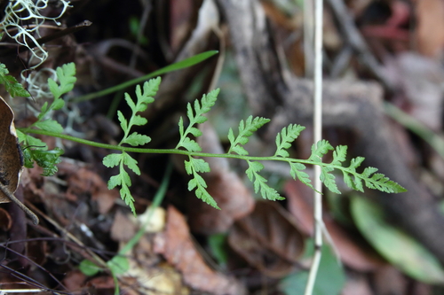 iNaturalist observation photo of brittle bladderfern