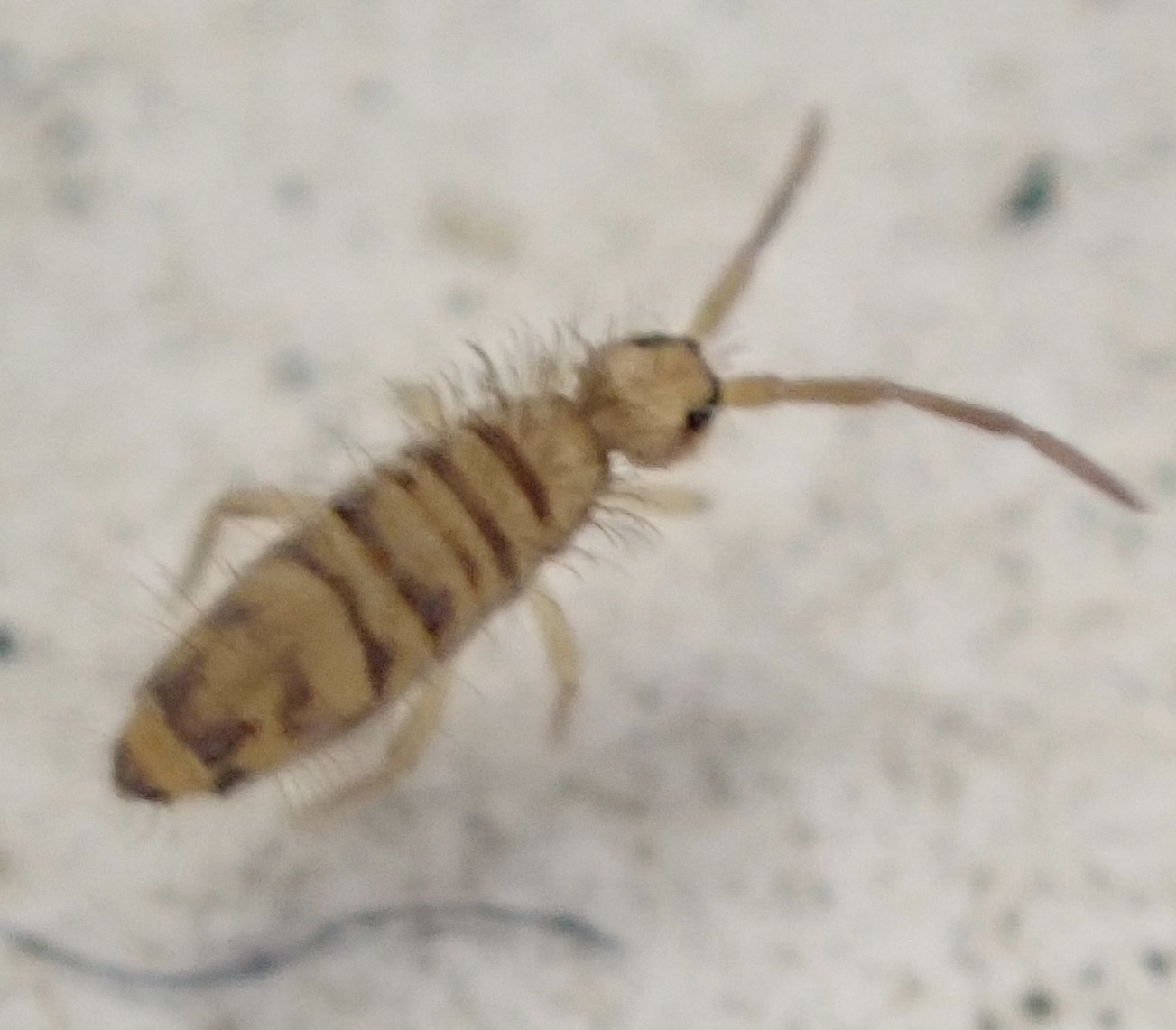 Entomobrya multifasciata (Tullberg, 1871)