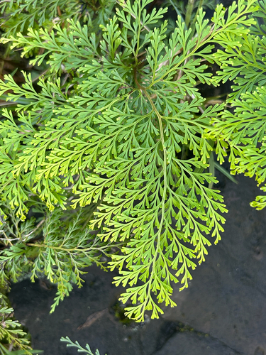 Odontosoria chinensis observed 2026-01-07