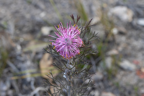 Rose Cone Flower (Isopogon formosus)