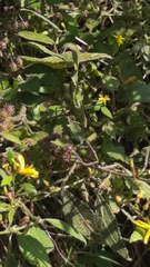 Triumfetta semitriloba