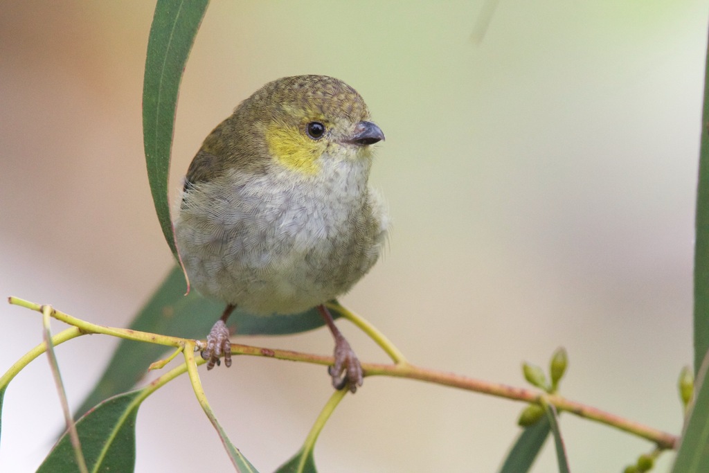 Forty-spotted Pardalote