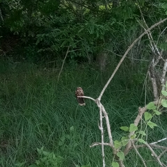 Caprimulgus macrurus