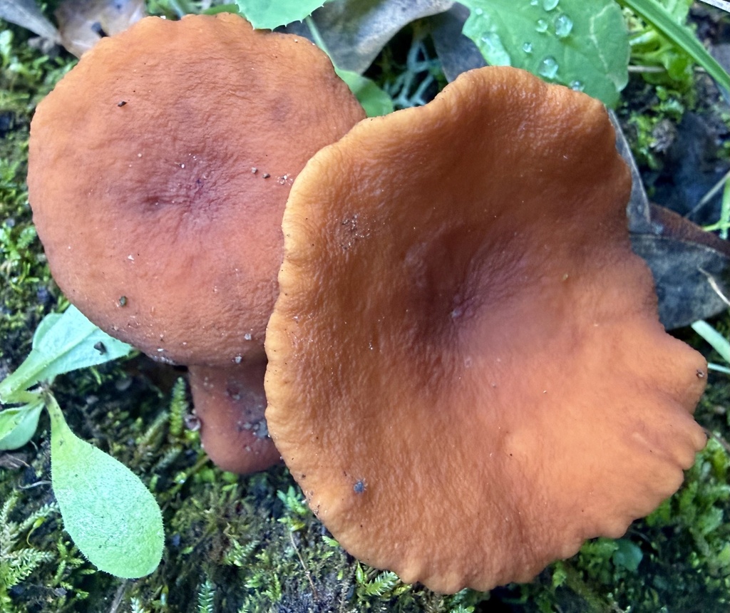 Lactarius rubidus · January 2026 · photo: © hllrnnr (iNaturalist, cc0)