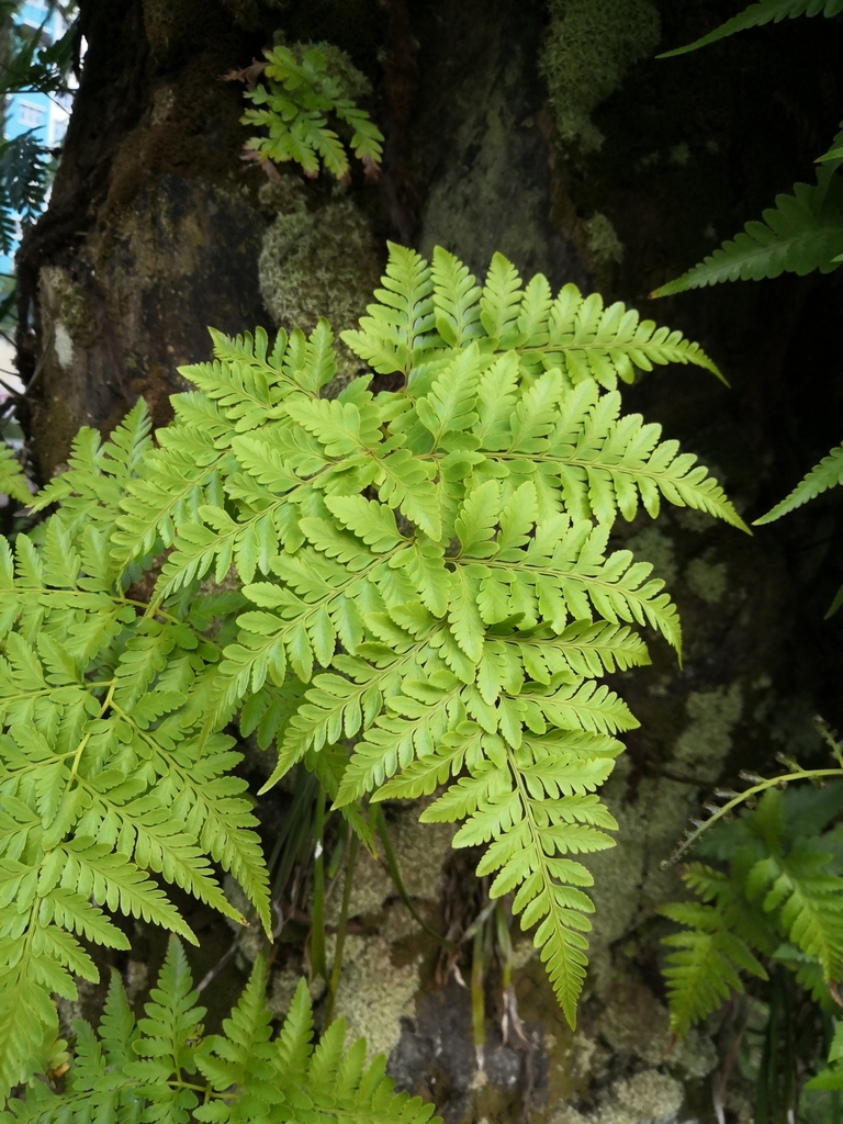 Davallia denticulata