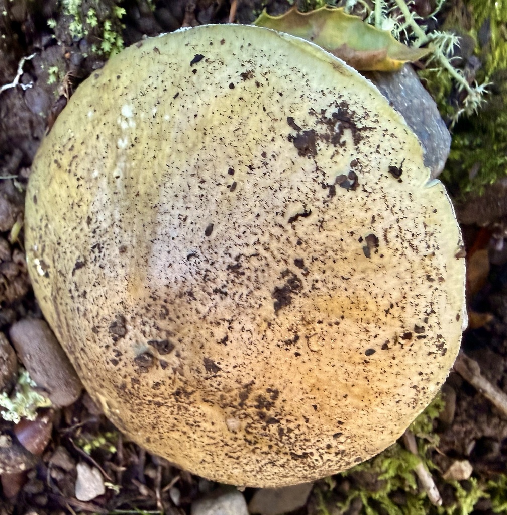 Amanita phalloides · January 2026 · photo: © hllrnnr (iNaturalist, cc0)