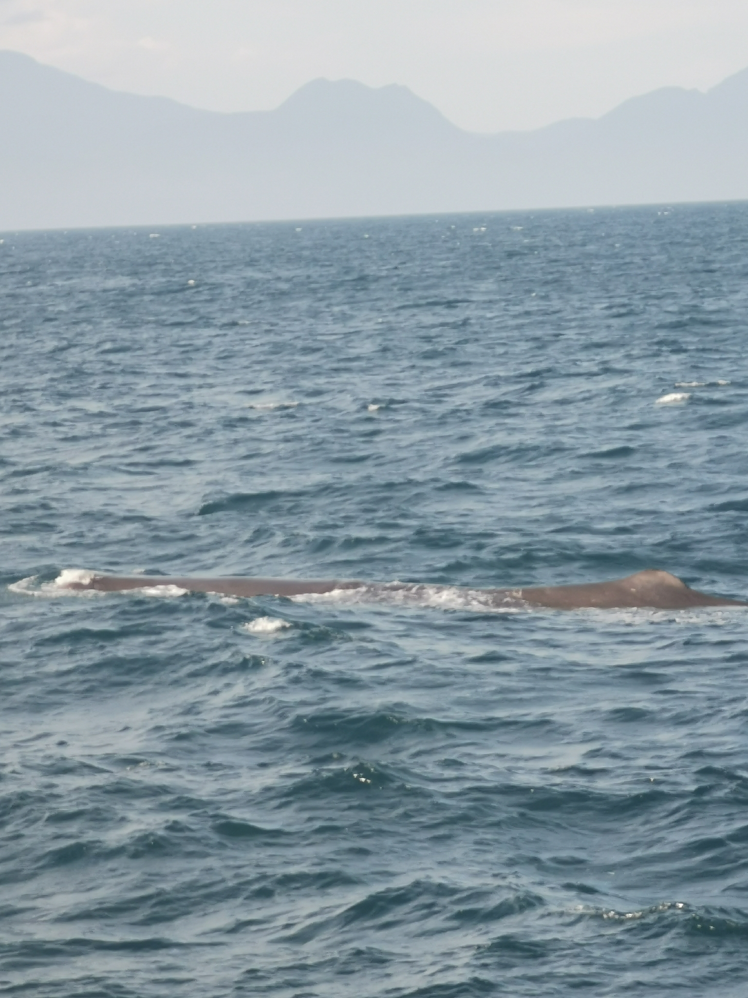 Physeter macrocephalus