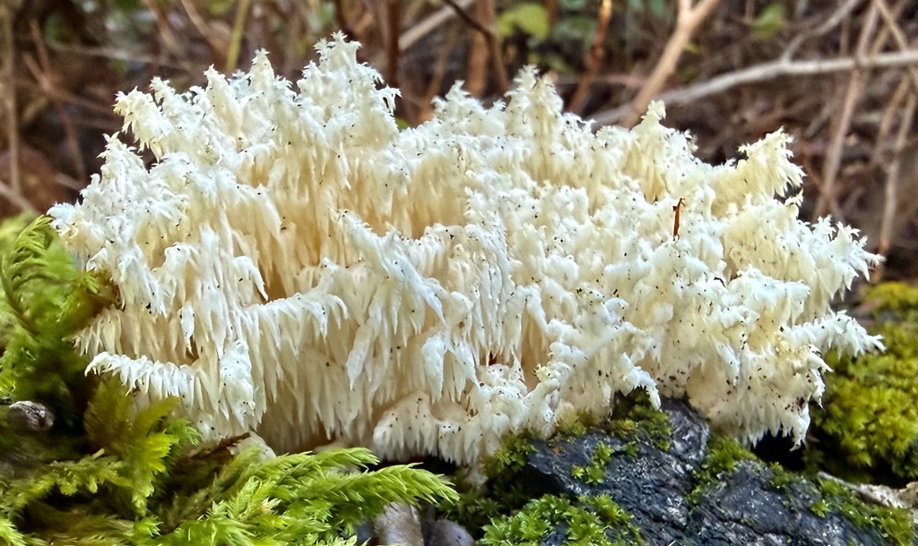 Hericium coralloides · January 2026 · photo: © hllrnnr (iNaturalist, cc0)