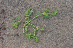 Corispermum crassifolium
