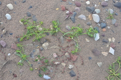 Corispermum crassifolium