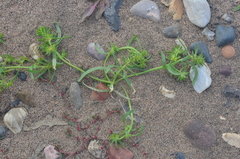 Corispermum crassifolium