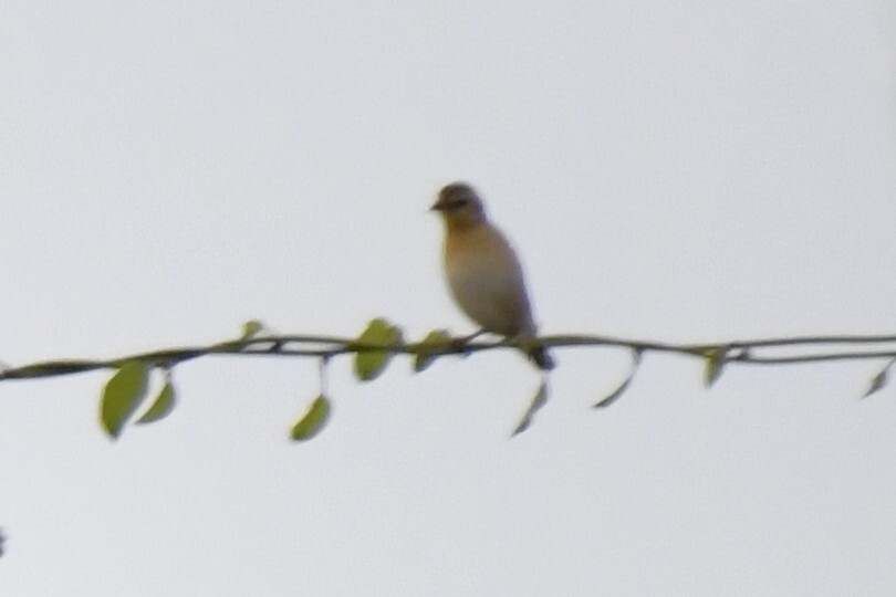 Northern Red Bishop (Euplectes franciscanus), photo 6