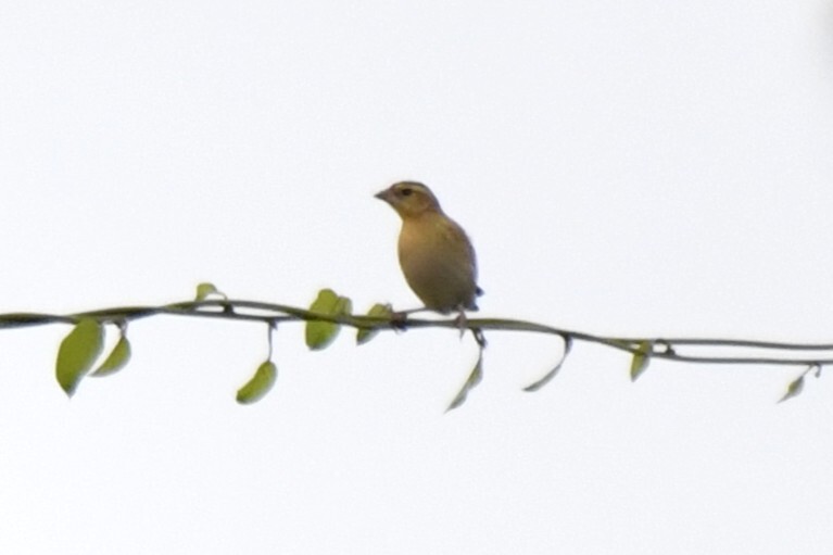 Northern Red Bishop (Euplectes franciscanus), photo 5