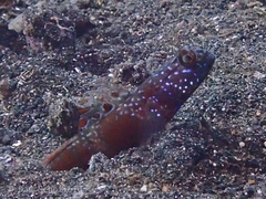 Amblyeleotris latifasciata