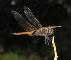 Tramea transmarina euryale