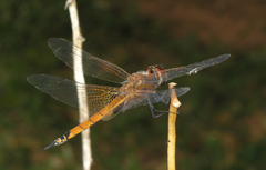 Tramea transmarina euryale