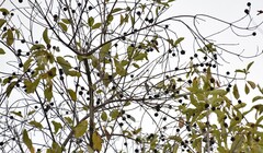Mitragyna inermis, photograph (c) Zac Peterson, some rights reserved (CC BY)