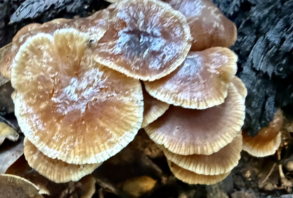 Gymnopus brassicolens · January 2026 · photo: © hllrnnr (iNaturalist, cc0)