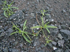 Corispermum crassifolium