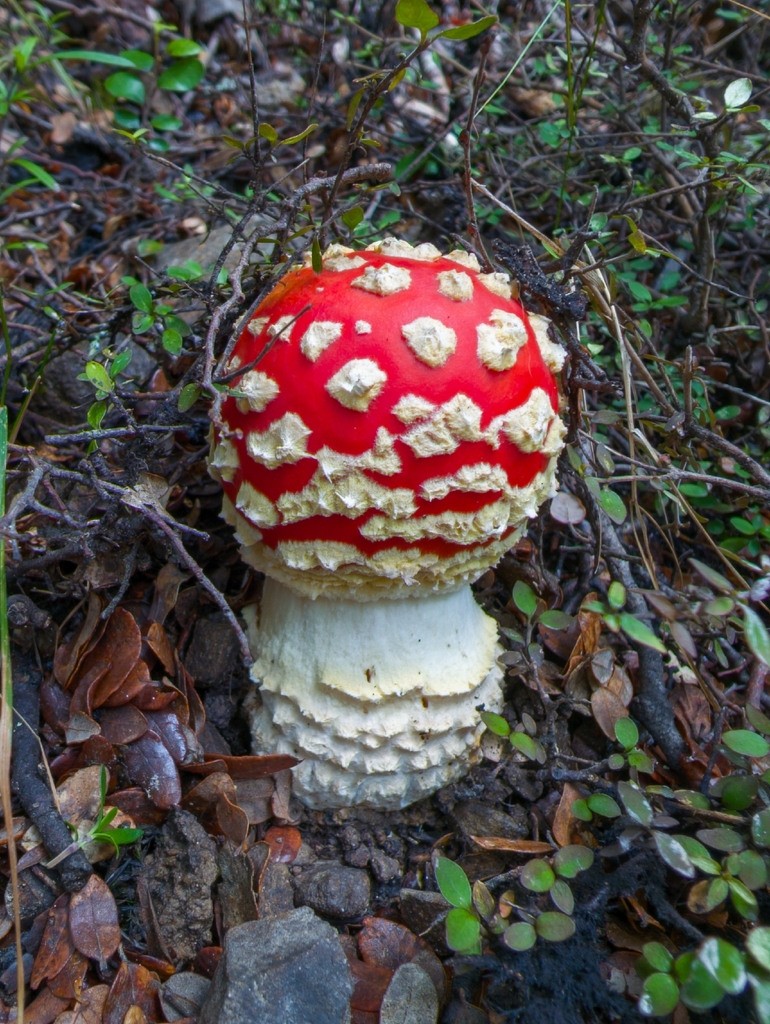 Amanita muscaria · January 2025 · photo: © klvz84 (iNaturalist, CC)
