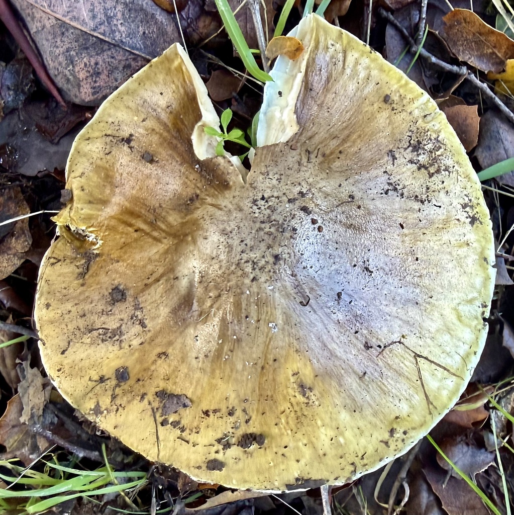 Amanita phalloides · January 2026 · photo: © hllrnnr (iNaturalist, cc0)