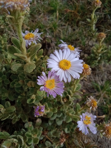 Image of Olearia frostii by (c) Nina Kerr, some rights reserved (CC BY)