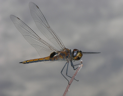 Tramea transmarina euryale