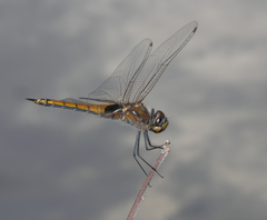 Tramea transmarina euryale