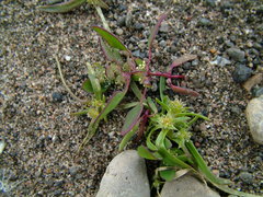 Corispermum crassifolium