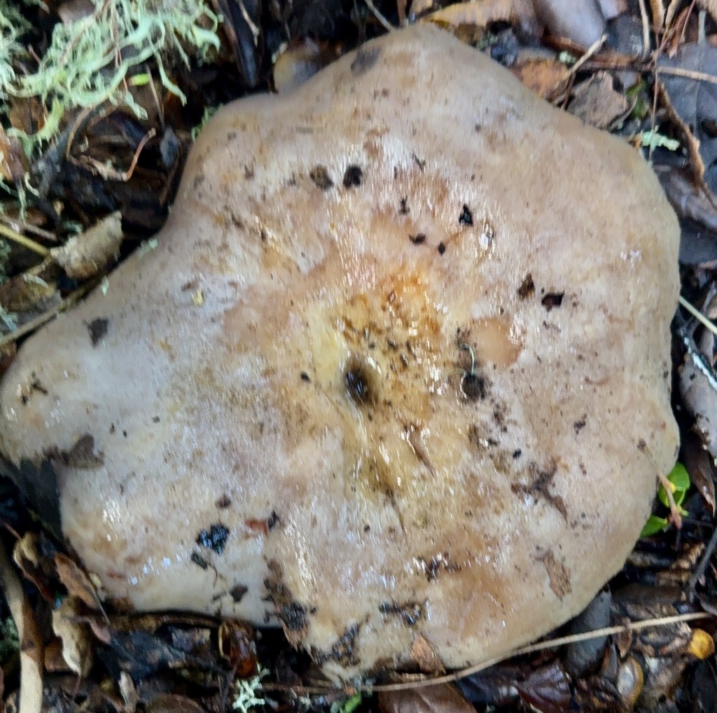 Lactarius argillaceifolius