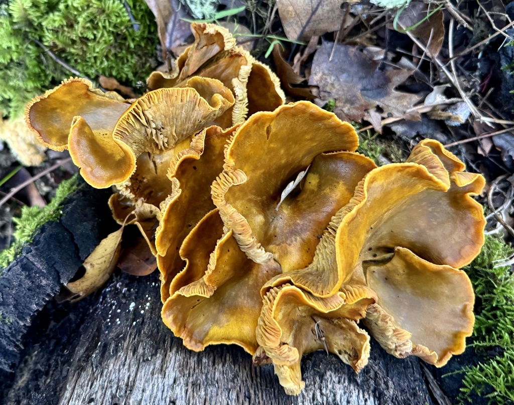 Omphalotus olivascens · January 2026 · photo: © hllrnnr (iNaturalist, cc0)