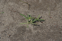 Corispermum crassifolium