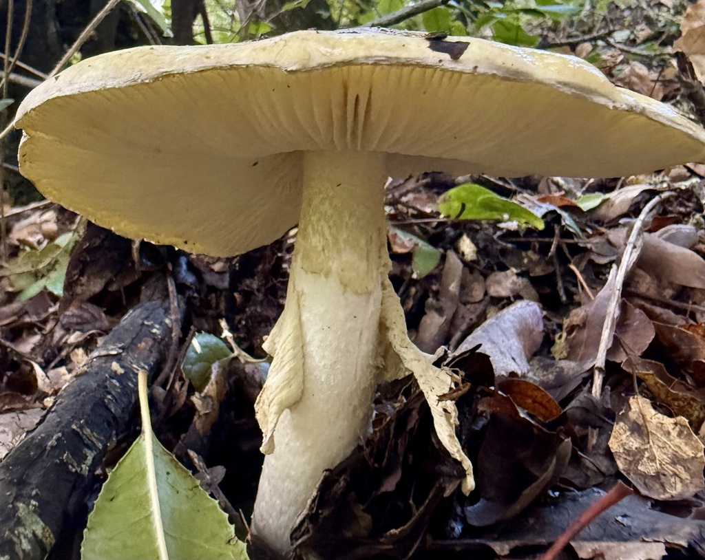 Amanita phalloides · January 2026 · photo: © hllrnnr (iNaturalist, cc0)
