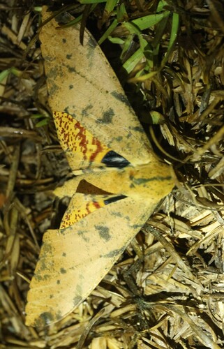 Platysphinx stigmatica