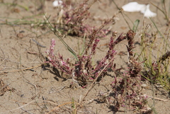 Corispermum crassifolium
