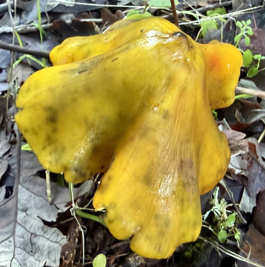Hygrocybe singeri · January 2026 · photo: © hllrnnr (iNaturalist, cc0)