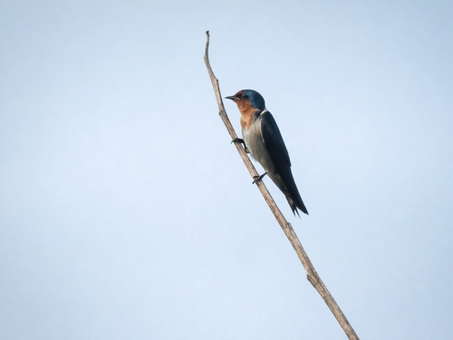 Hirundo javanica