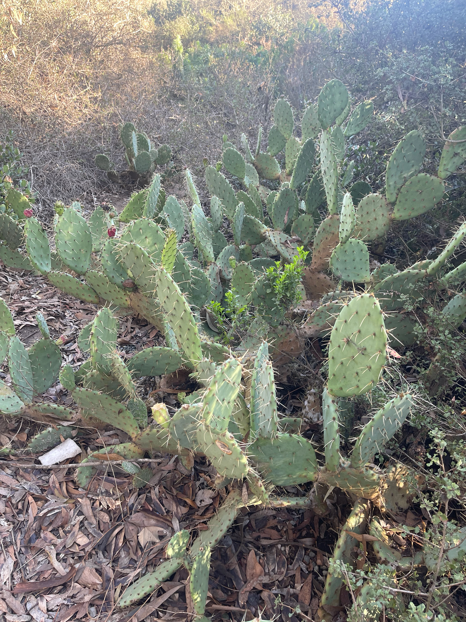 Prickly pear