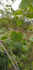 Populus mexicana