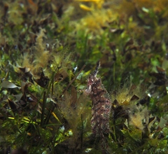 Cristiceps australis