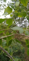 Populus mexicana