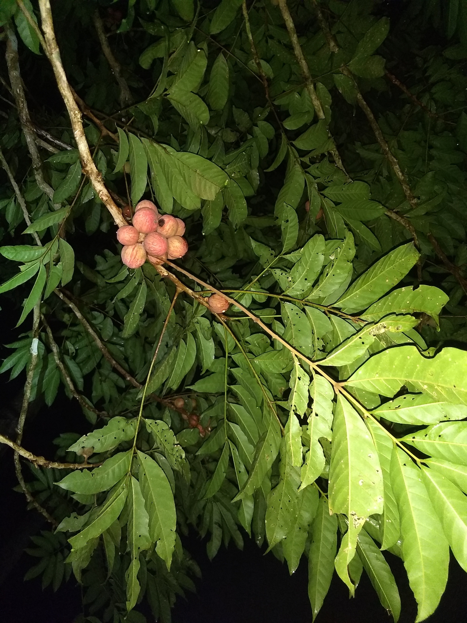 Guarea glabra