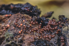 Perichaena corticalis