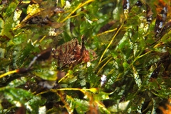 Cristiceps australis