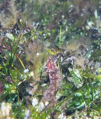 Cristiceps australis