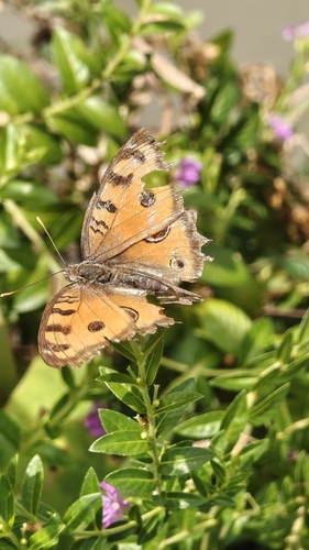 Junonia almana