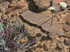 Bolandia pinnatifida